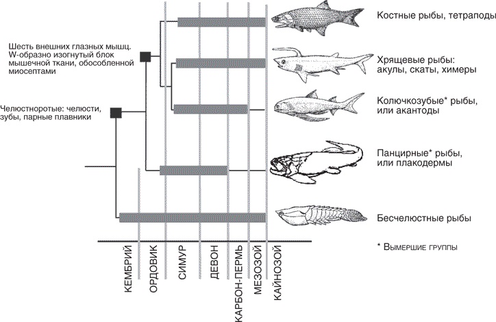 Иллюстрация к книге — Утки тоже делают «это». Путешествие во времени к истокам сексуальности [i_002.jpg]