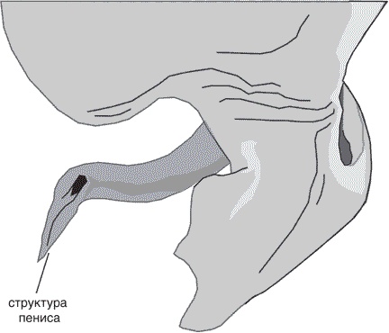 Иллюстрация к книге — Утки тоже делают «это». Путешествие во времени к истокам сексуальности [i_006.jpg]