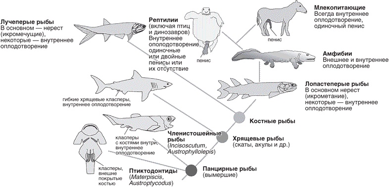 Иллюстрация к книге — Утки тоже делают «это». Путешествие во времени к истокам сексуальности [i_010.jpg]
