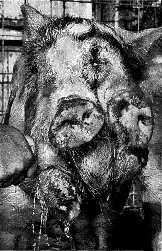 Иллюстрация к книге — Мутанты [i_017.jpg]