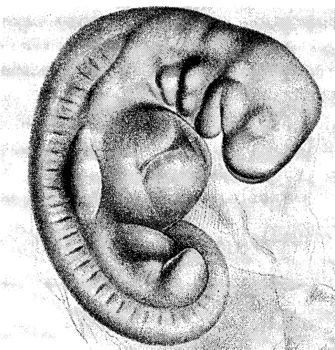 Иллюстрация к книге — Мутанты [i_021.jpg]