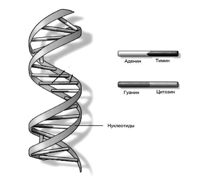 Иллюстрация к книге — Удивительная генетика [i_024.jpg]