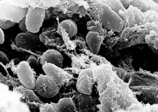 Иллюстрация к книге — Удивительная генетика [i_027.jpg]