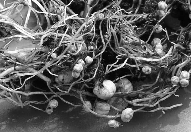 Иллюстрация к книге — Удивительная генетика [i_028.jpg]