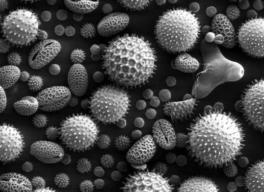 Иллюстрация к книге — Удивительная генетика [i_030.jpg]