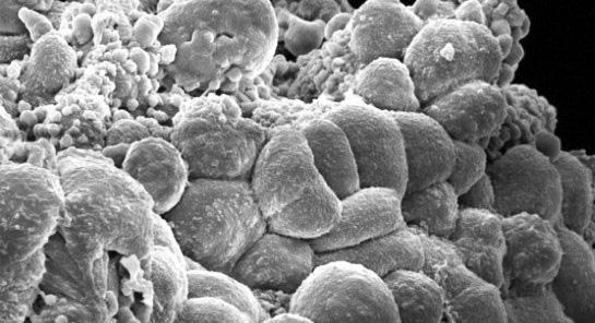 Иллюстрация к книге — Удивительная генетика [i_074.jpg]