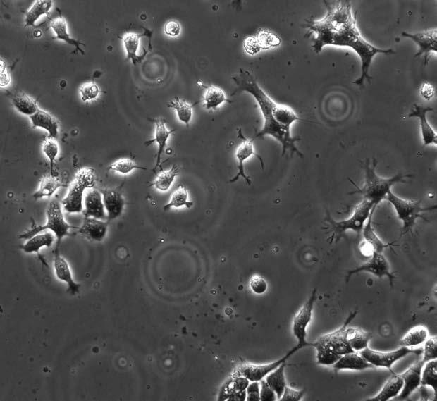 Иллюстрация к книге — Удивительная генетика [i_079.jpg]