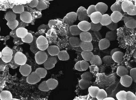 Иллюстрация к книге — Удивительная генетика [i_082.jpg]