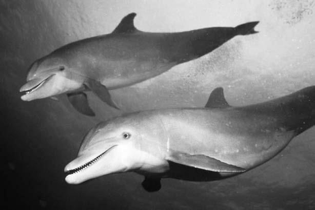 Иллюстрация к книге — Удивительная генетика [i_087.jpg]