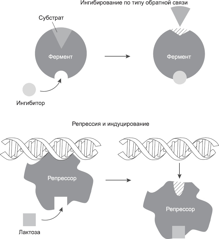 Иллюстрация к книге — Закон "джунглей". В поисках формулы жизни [_20.jpg]