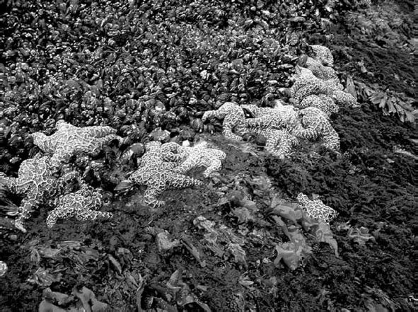 Иллюстрация к книге — Закон "джунглей". В поисках формулы жизни [_31.jpg]