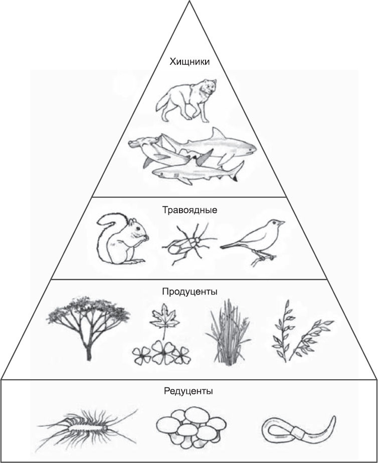 Иллюстрация к книге — Закон "джунглей". В поисках формулы жизни [_32.jpg]