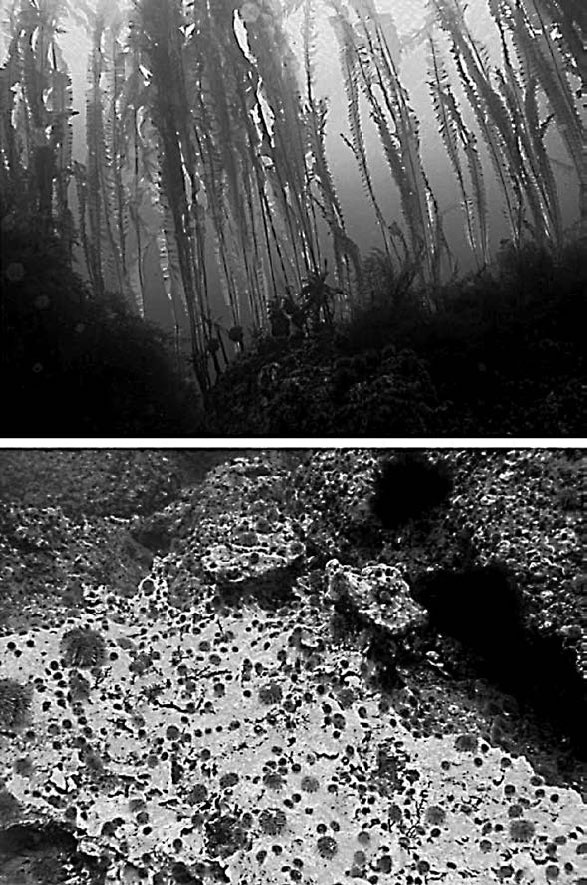 Иллюстрация к книге — Закон "джунглей". В поисках формулы жизни [_35.jpg]