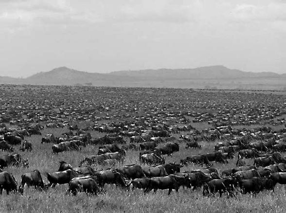 Иллюстрация к книге — Закон "джунглей". В поисках формулы жизни [_39.jpg]