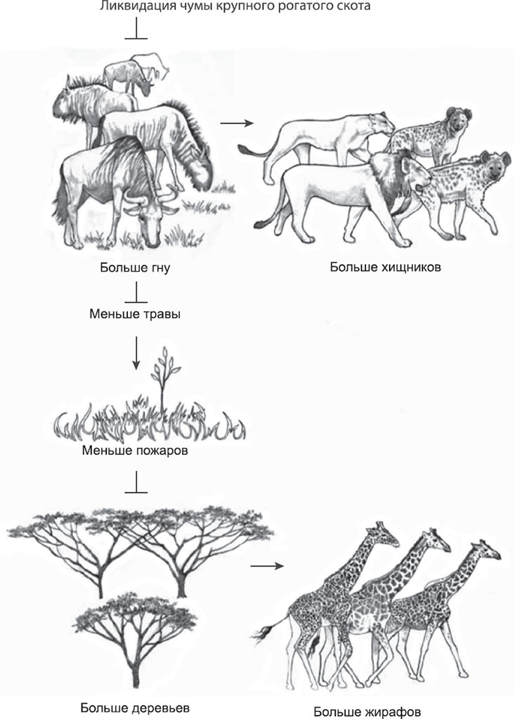 Иллюстрация к книге — Закон "джунглей". В поисках формулы жизни [_42.jpg]