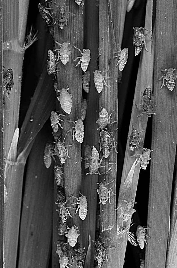 Иллюстрация к книге — Закон "джунглей". В поисках формулы жизни [_50.jpg]