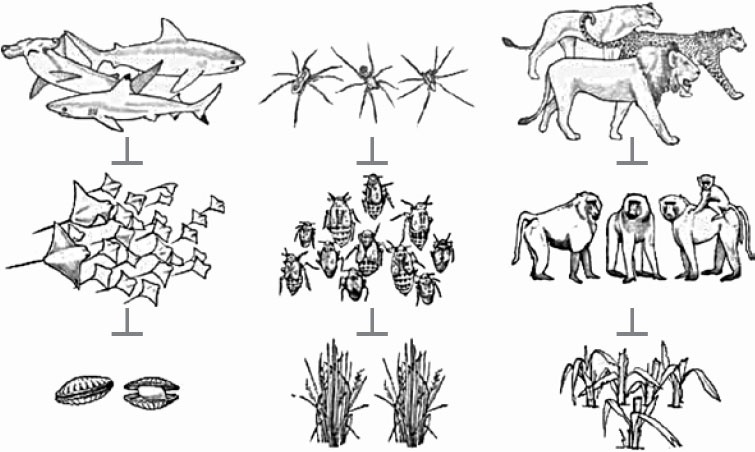 Иллюстрация к книге — Закон "джунглей". В поисках формулы жизни [_52.jpg]