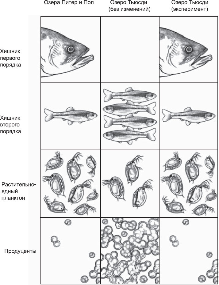 Иллюстрация к книге — Закон "джунглей". В поисках формулы жизни [_54.jpg]