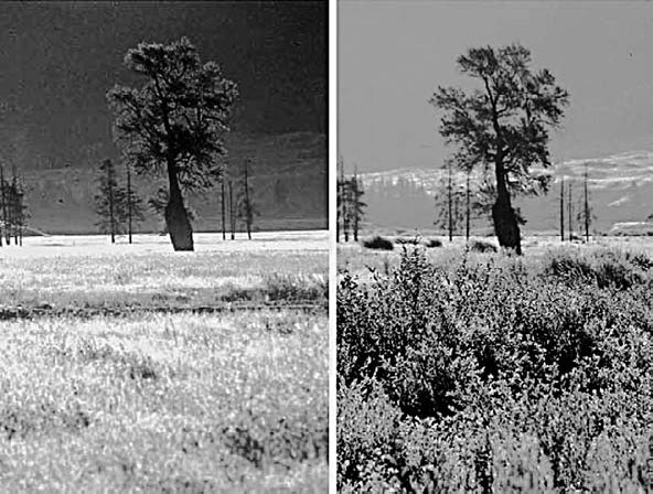 Иллюстрация к книге — Закон "джунглей". В поисках формулы жизни [_56.jpg]