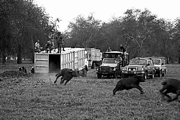 Иллюстрация к книге — Закон "джунглей". В поисках формулы жизни [_60.jpg]