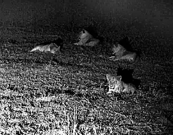 Иллюстрация к книге — Закон "джунглей". В поисках формулы жизни [_62.jpg]