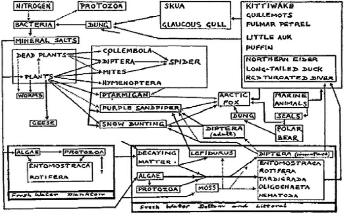Иллюстрация к книге — Закон "джунглей". В поисках формулы жизни [_9.jpg]