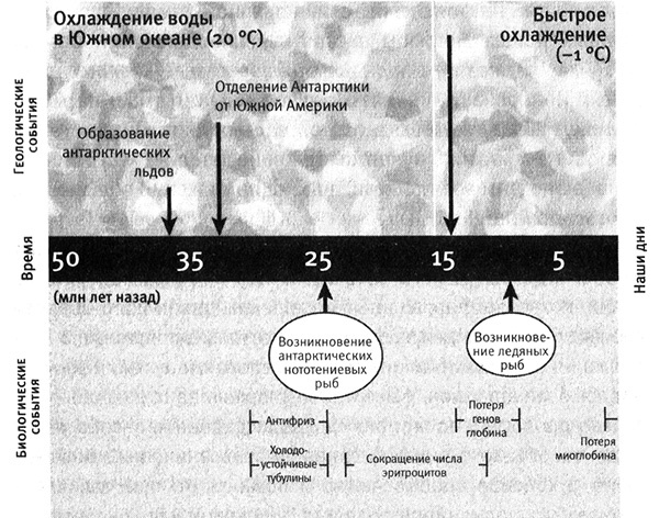 Иллюстрация к книге — Приспособиться и выжить! ДНК как летопись эволюции [i_007.jpg]