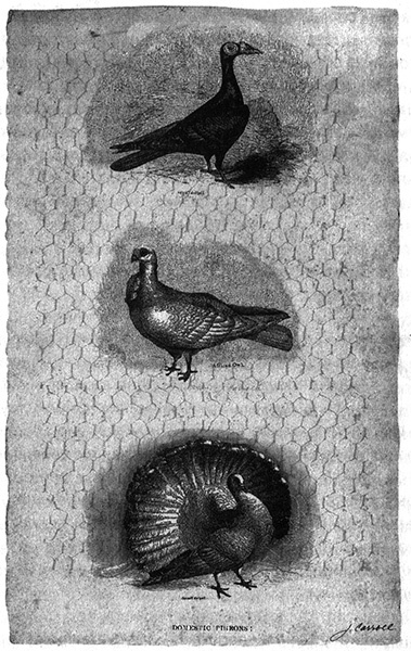 Иллюстрация к книге — Приспособиться и выжить! ДНК как летопись эволюции [i_008.jpg]