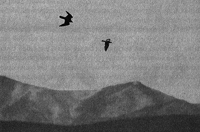 Иллюстрация к книге — Приспособиться и выжить! ДНК как летопись эволюции [i_013.jpg]