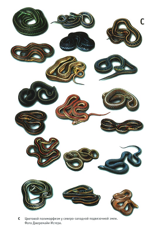 Иллюстрация к книге — Приспособиться и выжить! ДНК как летопись эволюции [i_016.jpg]