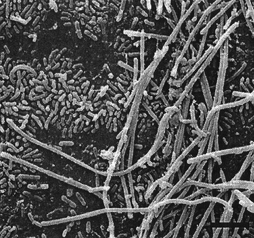 Иллюстрация к книге — Приспособиться и выжить! ДНК как летопись эволюции [i_019.jpg]