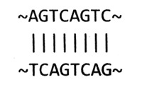 Иллюстрация к книге — Приспособиться и выжить! ДНК как летопись эволюции [i_020.jpg]