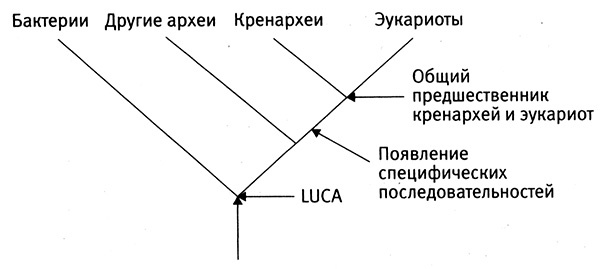Иллюстрация к книге — Приспособиться и выжить! ДНК как летопись эволюции [i_026.jpg]