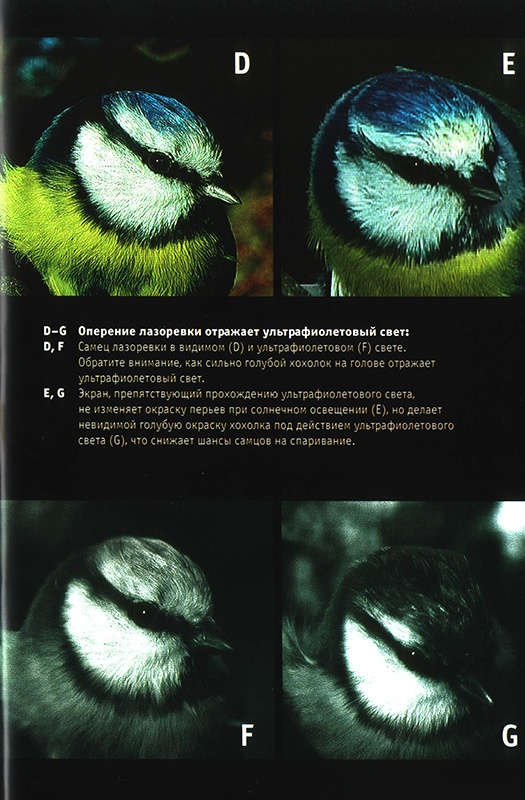 Иллюстрация к книге — Приспособиться и выжить! ДНК как летопись эволюции [i_036.jpg]