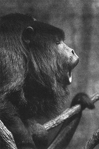 Иллюстрация к книге — Приспособиться и выжить! ДНК как летопись эволюции [i_044.jpg]