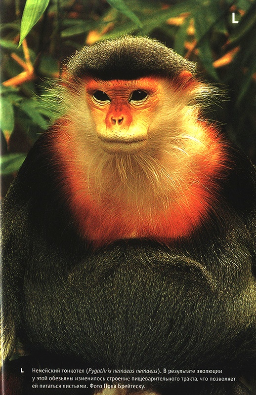 Иллюстрация к книге — Приспособиться и выжить! ДНК как летопись эволюции [i_047.jpg]