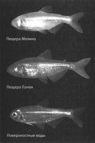 Иллюстрация к книге — Приспособиться и выжить! ДНК как летопись эволюции [i_048.jpg]