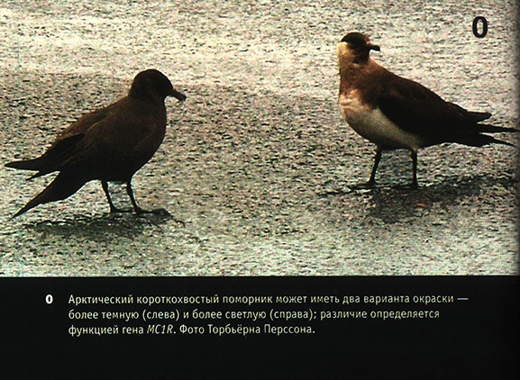 Иллюстрация к книге — Приспособиться и выжить! ДНК как летопись эволюции [i_050.jpg]