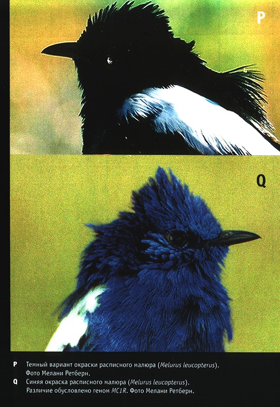 Иллюстрация к книге — Приспособиться и выжить! ДНК как летопись эволюции [i_051.jpg]