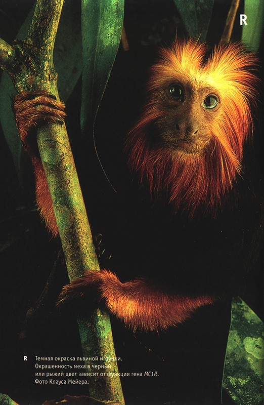 Иллюстрация к книге — Приспособиться и выжить! ДНК как летопись эволюции [i_052.jpg]