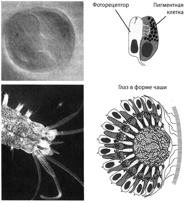 Иллюстрация к книге — Приспособиться и выжить! ДНК как летопись эволюции [i_065.jpg]