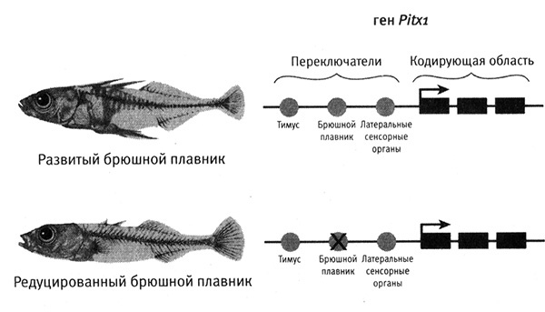 Иллюстрация к книге — Приспособиться и выжить! ДНК как летопись эволюции [i_068.jpg]