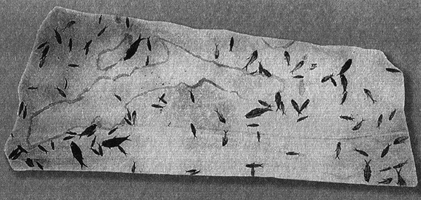 Иллюстрация к книге — Приспособиться и выжить! ДНК как летопись эволюции [i_077.jpg]