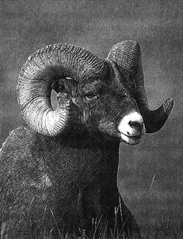 Иллюстрация к книге — Приспособиться и выжить! ДНК как летопись эволюции [i_079.jpg]