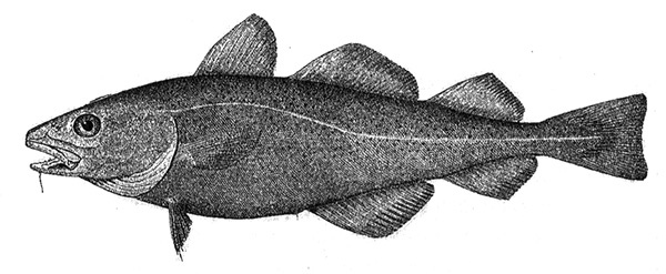 Иллюстрация к книге — Приспособиться и выжить! ДНК как летопись эволюции [i_080.jpg]