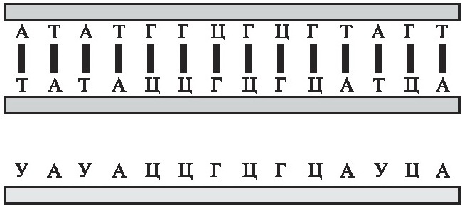 Иллюстрация к книге — Мусорная ДНК. Путешествие в темную материю генома [i_006.jpg]