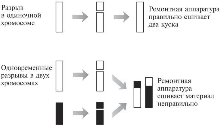 Иллюстрация к книге — Мусорная ДНК. Путешествие в темную материю генома [i_013.jpg]