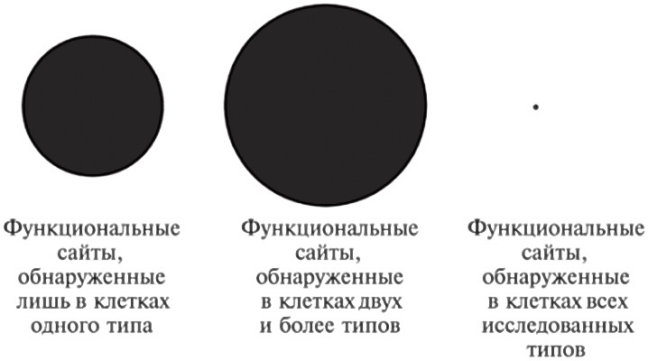 Иллюстрация к книге — Мусорная ДНК. Путешествие в темную материю генома [i_039.jpg]
