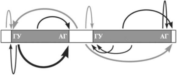 Иллюстрация к книге — Мусорная ДНК. Путешествие в темную материю генома [i_055.jpg]