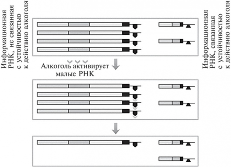 Иллюстрация к книге — Мусорная ДНК. Путешествие в темную материю генома [i_060.jpg]